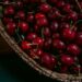 récolte cerises